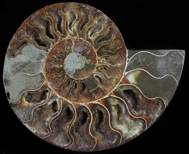 Cut Ammonite Fossil (Half) - Agatized #54341